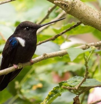 En Gachantivá se puede observar el hermoso colibrí Inca Negro