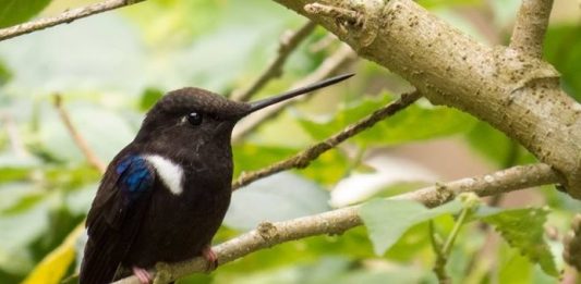 En Gachantivá se puede observar el hermoso colibrí Inca Negro