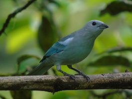 Garagoa será punto de partida para maratónica jornada de avistamiento de aves