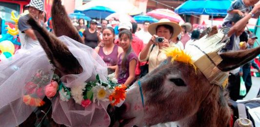 Moniquirá se prepara para recibir al 14 Concurso Regional del Burro
