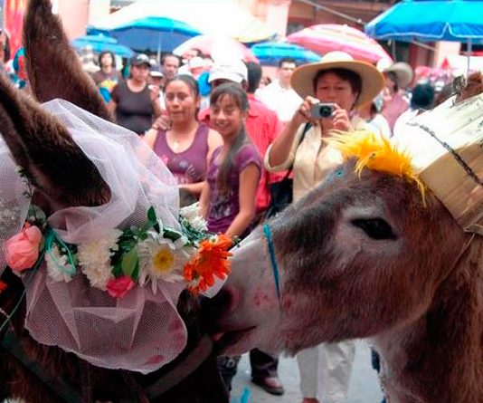Moniquirá se prepara para recibir al 14 Concurso Regional del Burro