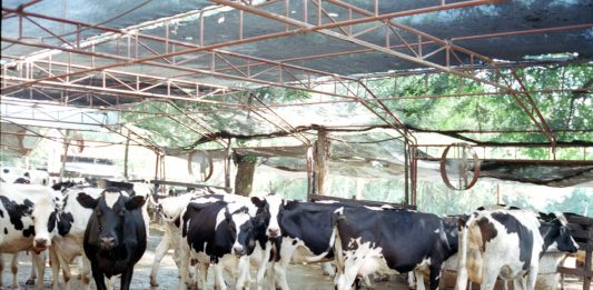 Boyacá es uno de los departamentos donde menos se tienen reportes de sacrificio de ganado