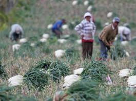 Incrementaron precios de cebolla junca, zanahoria y pimentón