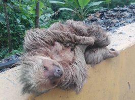 Rechazo total a asesinato de oso perezoso en Occidente