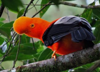 300 especies de aves se pueden apreciar en el suroriente boyacense