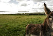 El Burro que se negó a ir a América