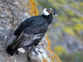 Chiscas expresó su amor por el cóndor andino