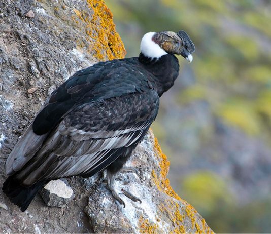Chiscas expresó su amor por el cóndor andino