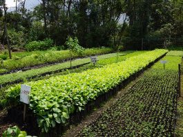 La reforestación se tomará el suroriente boyacense