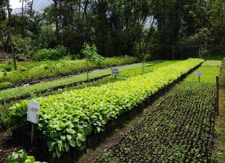 La reforestación se tomará el suroriente boyacense