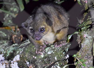 Hallazgo de especie animal en Gachantivá: sí a la vida, no a la minería