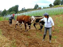 Desarrollo Sostenible, del discurso a la realidad