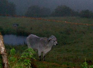 Acción Popular pretende prohibir la ganadería en una vereda de Gachantivá