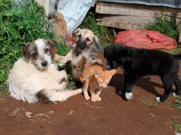 Este sábado se presentarán los resultados del censo de mascotas en Tunja