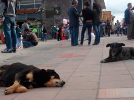 En Tunja hay una mascota por cada cuatro habitantes