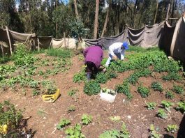 Más de 120 millones para asistencia técnica a pequeños y medianos productores agrícolas de Tunja