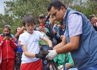 Vuelven a volar por el cielo del suroriente