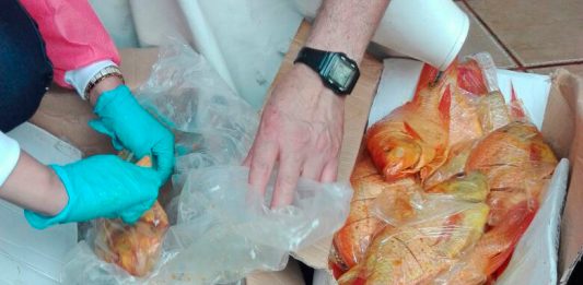 Que la Semana Santa no sea un dolor de cabeza por pescado en descomposición