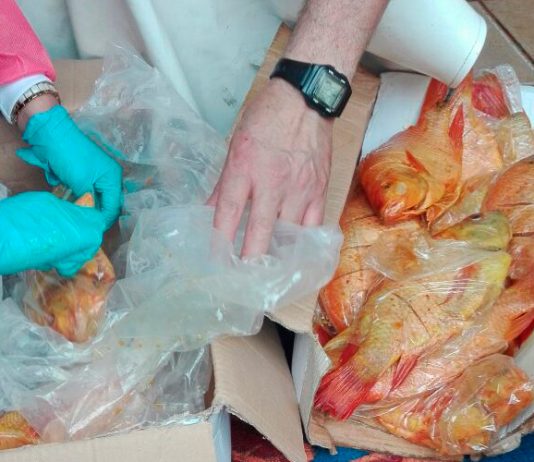 Que la Semana Santa no sea un dolor de cabeza por pescado en descomposición