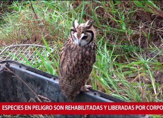 La majestuosidad de un búho en el suroriente boyacense