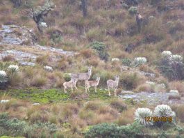 Espectacular registro de familia de venado cola blanca en Boyacá