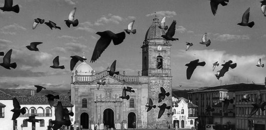 Toman medidas para el control de población de palomas en Tunja