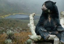 ¡Este es mi hogar, no lo toquen!