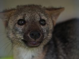Páramo de Mamapacha da hogar a especies silvestres rehabilitadas
