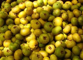 La Chamba, emblema de la provincia Lengupá