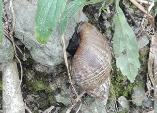 Trabajan en el control de especies invasoras en Boyacá