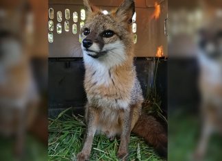 Conservación de especies silvestres, una apuesta por la biodiversidad valletenzana