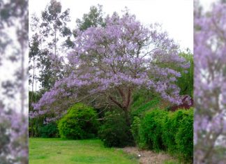 Prohíben reforestación con especie china invasora