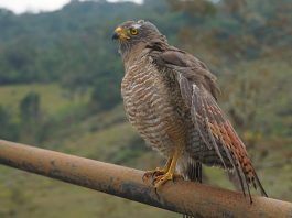 Un gavilán vuelve al cielo valletenzano