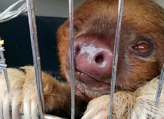 80 loras y un oso perezoso vuelven a su hábitat natural