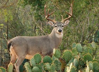 Ventaquemada protege al venado cola blanca como un compromiso de vida