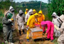 Con la apicultura cientos de campesinos nos hemos ganado la vida y hoy nos enorgullecemos de esta actividad
