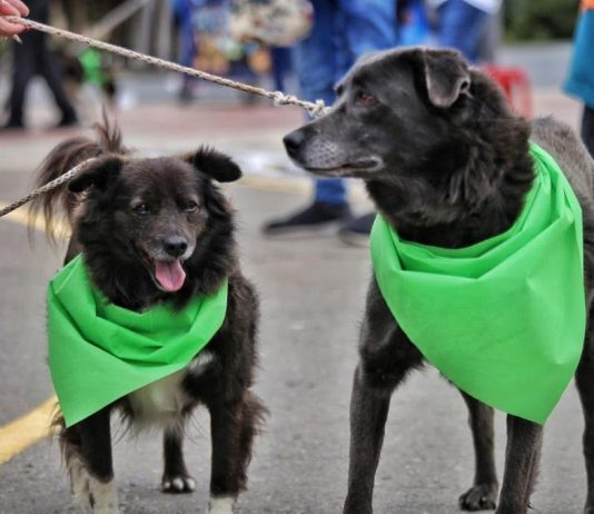 Caninatón dejó ver la necesidad de un Centro de Bienestar Animal en Tunja