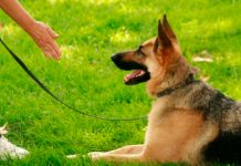 Señorío y servidumbre