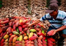 Pacto Verde Europeo: café y palma son los sectores de Colombia mejor preparados ante exigencias