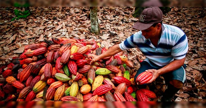 cacao