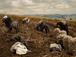 Radiografía del Referendo Campesino
