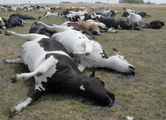 Boyacá es una de las regiones con más vacunos desplazados