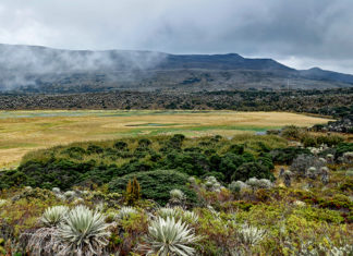 ‘Páramos, el país de las nieblas’, realidad biológica, territorial y social de estos ecosistemas