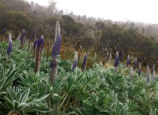 Restauración de Páramos, objetivo inaplazable para nueve alcaldes en Boyacá