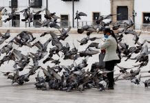Conversaciones de palomas