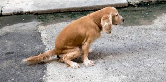 Excremento de caninos, un riesgo inminente para la salud de los tunjanos