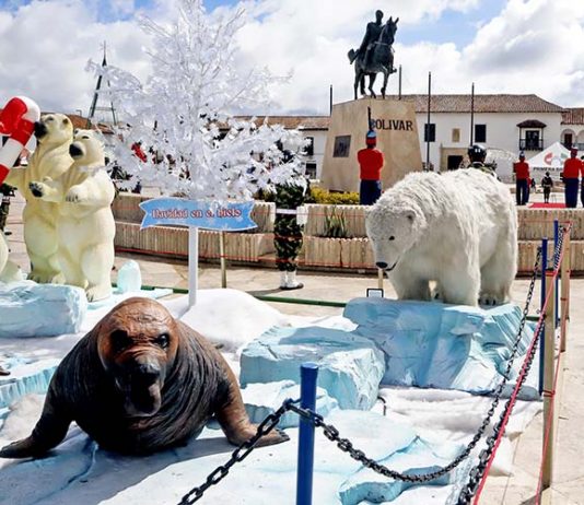 Los osos de Tunja: navidad sin restricciones ni responsabilidad social