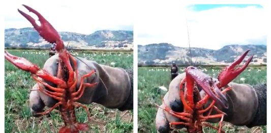 «No hay presencia masiva de cangrejos»