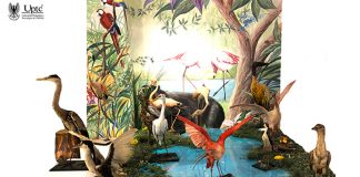 Museo de Historia Natural de la UPTC, abre virtualmente sus puertas