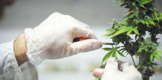 Colombia exportará semilla de cannabis no psicoactivo al Reino Unido